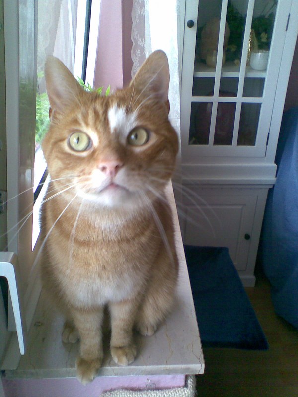 Kater Sammy auf der Fensterbank